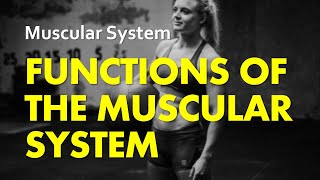 Five Functions of the Muscular System  Muscular System 14  Anatomy amp Physiology [upl. by Ellicul861]