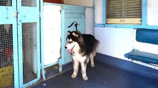 Rules for Booking of Pet Dogs in Trains southernrailway indianrailways dog pets booking train [upl. by Ellehcyar]