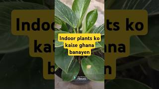 How to make indoor plants bushier plants indoorplants shorts [upl. by Yerfoeg723]