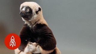 A Jumping Lemur On The Brink The Coquerels Sifaka Hops For Survival [upl. by Nahtannoj]