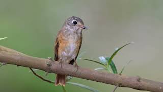 Ferruginous Flycatcher at Singapore Botanic Gardens Nov 15 2024 [upl. by Ehsrop]