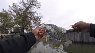 Horseshoe lake Cypress crappie [upl. by Karl797]