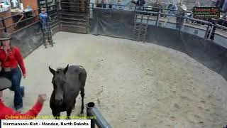 HermansonKist Fall Sale Mandan North Dakota [upl. by Bremser941]