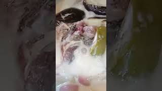 Ginataang tilapia with talong satisfyingvideo ytworld shortvideo highlight [upl. by Coughlin]