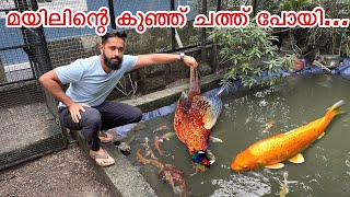 അറിയാതെ വെള്ളത്തിൽ വീണതാ  Bought New Birds [upl. by Hearn]