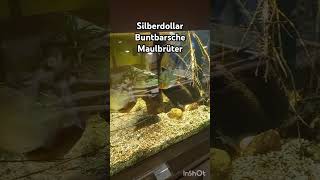 Süßwasserfische 1 aquarium animals fish fische tiere shortvideo shorts zootiere zoo [upl. by Eiryk173]