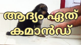 Pretraining Preperations  commands to begin with  GSD puppy  LAZE MEDIA  Dog training malayalam [upl. by Hasan]