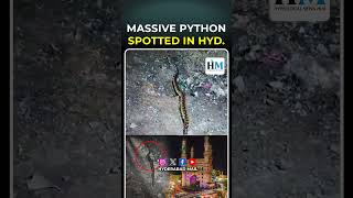 Massive python spotted in HYD  Hyderabad Mail latestnews python big telangana [upl. by Oler]