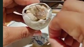 EGG EMBRYO 15 ASMR SATISFYING FOOD [upl. by Bang501]