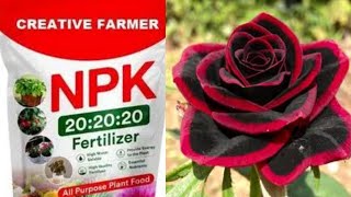 NPK Fertilizer  How to make NPK foliar fertilizer at home  NPK 20 20 20 How When and why to use [upl. by Anele363]