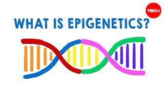 What is epigenetics  Carlos GuerreroBosagna [upl. by Katee]