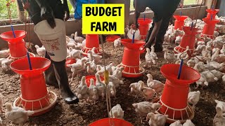 How to Start a 500 Chicken Farm on a Low Budget [upl. by Ainevuol]