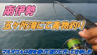 三重県南伊勢で夏の青物釣り マルオさんの筏を借りて楽しみました [upl. by Motteo]