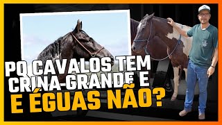 PORQUE CAVALOS TEM CRINA GRANDE E ÉGUAS NÃO [upl. by Namharludba]