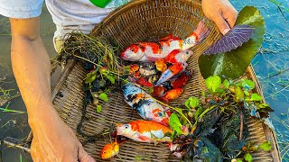 Unbelievable Found and catch a lot of goldfish in wild pond with MyGoldFish [upl. by Maighdiln]