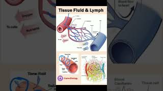 Tissue fluid Lymph amp Blood [upl. by Kyle]