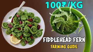 Fiddlehead Fern Farming Complete Farming Guide  How to grow Fiddlehead Ferns [upl. by Fortunia239]