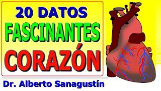 20 datos FASCINANTES del CORAZÓN humano [upl. by Brebner]