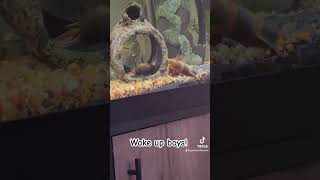 Nap time Is over boys aquarium fishtank clownloach aquariumfish tropicaltank [upl. by Shuping]