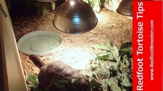 Indoor Redfoot Tortoise Enclosure For Our Two Adult Redfoots [upl. by Linell]