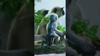 How monkeys react to a spy monkey [upl. by Sabba346]