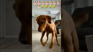 Dog sounds  Puppy Voice  Chote pille ki awaj 🐕🐕🐕🤣😭 shorts viral dog puppy babydog shortvideo [upl. by Johm525]