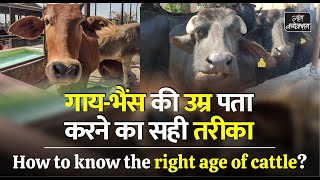 पशु खरीदते समय पशु की उम्र कैसे जानें  How to know the right age of cows and buffaloes [upl. by Drhacir403]