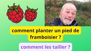 Comment planter un pied de framboisier   comment tailler [upl. by Sonny]