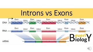 Introns vs Exons [upl. by Ahsinnor]