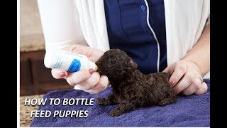 How to Bottle Feed Puppies Esbilac [upl. by Scheers]