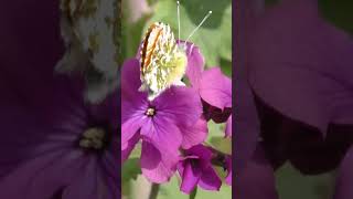 Camouflage and Mimicry The Cow Parsley Butterfly [upl. by Delbert]