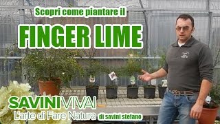 Come trapiantare la pianta del limone caviale o finger lime [upl. by Arimak]