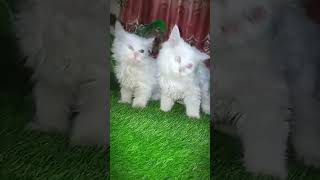 Oddeyecat beautyHeterochromia eye heterochromia kitten oddeyecircle oddeyecat catlover [upl. by Namlak]