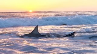 Shark Fishing with Lures from the Beach [upl. by Soirtemed358]