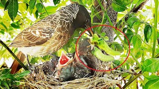 Crazy Feed of Green Cocoon amp Tummy frog Wasp Bulbul feeding baby birds in Nest  EP 12 DAY 4 [upl. by Adnovay]