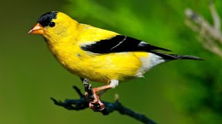 American Goldfinch Singing Song [upl. by Bergess]