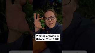 😱Padron Peppers are Still Growing in October UK Zone 8 growveg autumn harvest [upl. by Ahsinek]