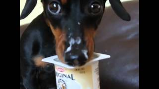 Crusoe Dachshund LOVES Yogurt Cuteness Alert [upl. by Dulcinea41]