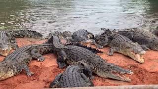 1 Crocodile Park Broome Western Australia March 2nd 2024 [upl. by Weslee]