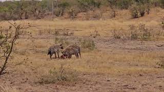 Kruger National Spotted Hyenas with a Duiker kill and they dont like sharing 🐾 [upl. by Colly902]