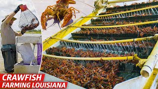 How Louisiana’s Biggest Crawfish Farm Sells Three Million Pounds of Crawfish Every Year — Dan Does [upl. by Aikenahs]