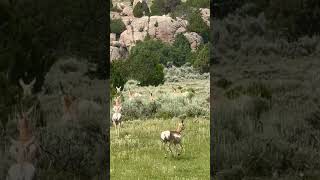 A family of Pronghorn Antelope running together in the high mountains of wyoming [upl. by Damales]