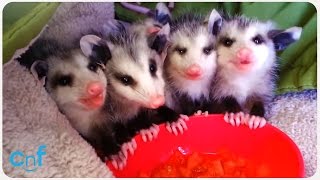 Baby Possums Eat Watermelon [upl. by Eendyc]