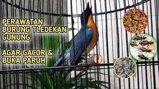 Perawatan burung tledekan gunung agar gacorTips gacorbuka paruh amp nyengklak [upl. by Greene]