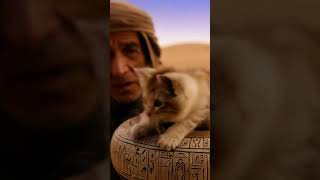 Egyptian Bedouin Kitten  meow meow catlover [upl. by Nayk]