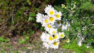 残暑続く・・・ ⑮コギク！ Small chrysanthemum [upl. by Seroka746]