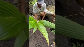 HYBRID TACUNAN DWARF COCONUT  PAPA LITO PLANTING METHOD [upl. by Eceryt368]