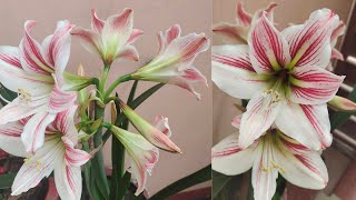 sowing my amarillys lily bulbs  lilies are not blooming follow how to get them bloom [upl. by Lezned]