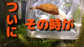 【淡水フグ】 みかんさん 冷凍エビ・アサリ 給餌チャレンジ 【アッガイ】 [upl. by Eiramoj]