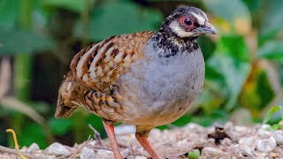 Malaysian Partridge Arborophila campbelli call and song [upl. by Eiuqram]